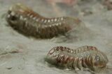 Two Colorful Austerops Trilobites - Jorf, Morocco #372419-3
